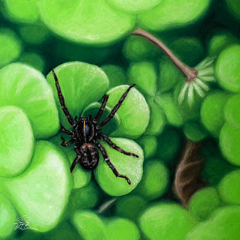 oil pastel painting of a black garden spider on green sedum leavess